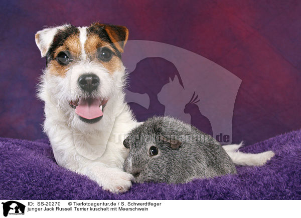 junger Jack Russell Terrier kuschelt mit Meerschwein / SS-20270