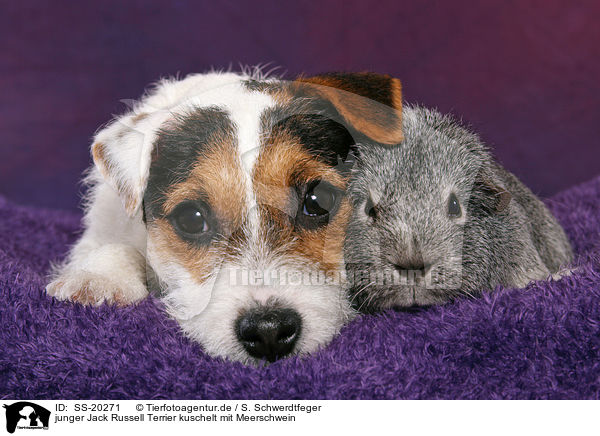 junger Jack Russell Terrier kuschelt mit Meerschwein / SS-20271