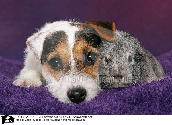 junger Parson Russell Terrier und Meerschwein / young Parson Russell Terrier and guinea pig / SS-20271