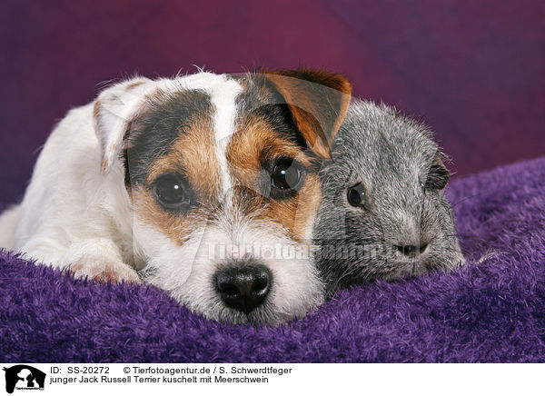 junger Jack Russell Terrier kuschelt mit Meerschwein / SS-20272
