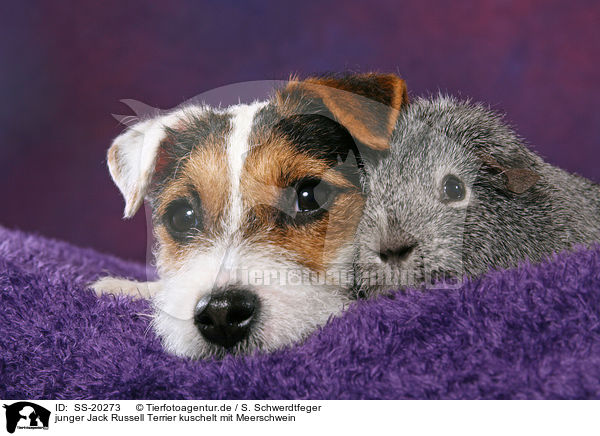 junger Jack Russell Terrier kuschelt mit Meerschwein / SS-20273