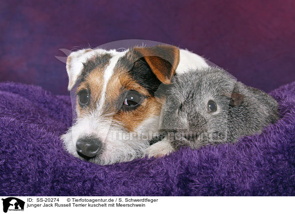 junger Jack Russell Terrier kuschelt mit Meerschwein / SS-20274