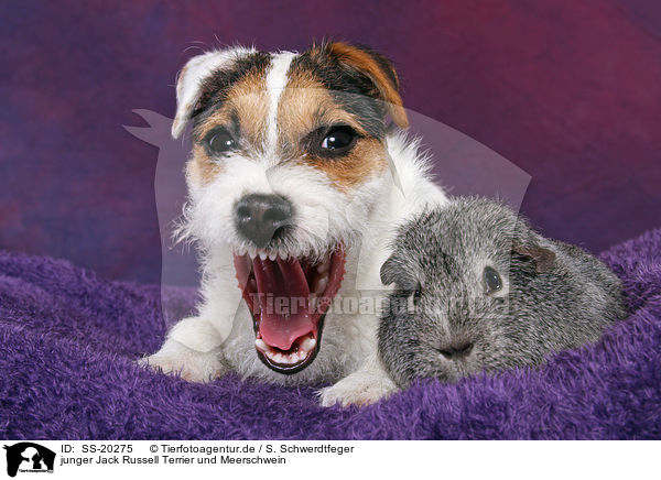 junger Parson Russell Terrier und Meerschwein / young Parson Russell Terrier and guinea pig / SS-20275