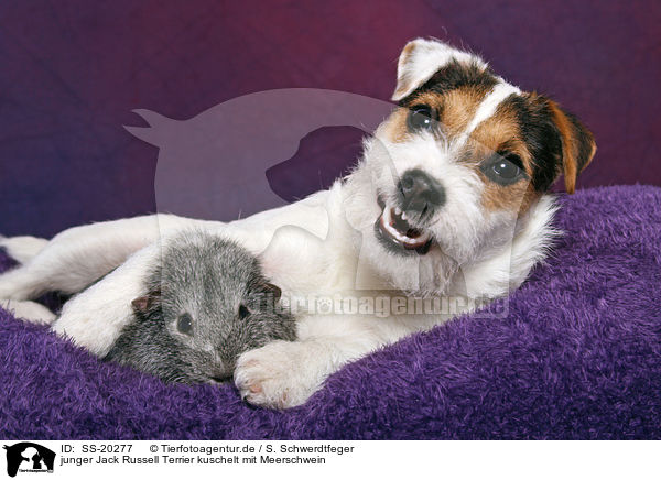 junger Jack Russell Terrier kuschelt mit Meerschwein / SS-20277