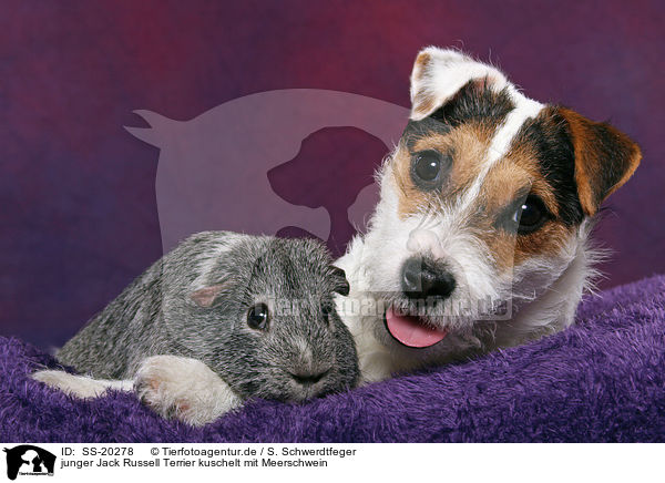 junger Jack Russell Terrier kuschelt mit Meerschwein / SS-20278