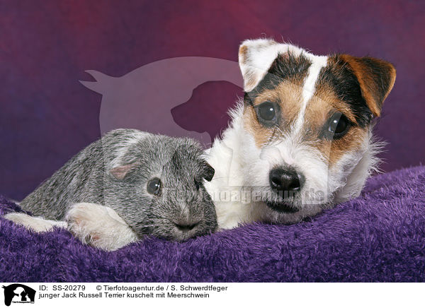 junger Jack Russell Terrier kuschelt mit Meerschwein / SS-20279