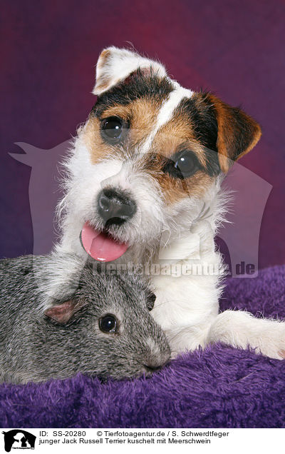 junger Jack Russell Terrier kuschelt mit Meerschwein / SS-20280