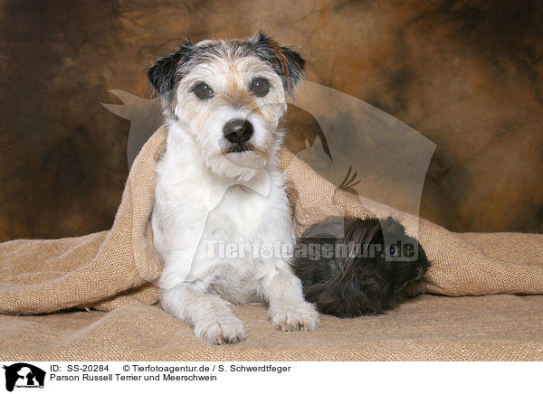 Parson Russell Terrier und Meerschwein / SS-20284