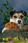 Hund und Meerschwein