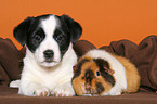 Terrier Welpe und Meerschwein