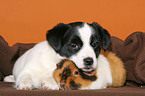 Terrier Welpe und Meerschwein