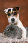 junger Jack Russell Terrier und Meerschwein