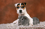 junger Jack Russell Terrier und Meerschwein