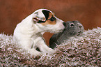 junger Jack Russell Terrier und Meerschwein