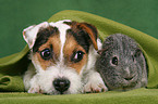 junger Jack Russell Terrier und Meerschwein