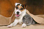 junger Jack Russell Terrier kuschelt mit Meerschwein