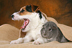 jjunger Jack Russell Terrier kuschelt mit Meerschwein