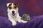 junger Jack Russell Terrier und Meerschwein