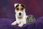 junger Jack Russell Terrier und Meerschwein