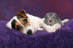 junger Jack Russell Terrier und Meerschwein