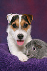 junger Jack Russell Terrier und Meerschwein