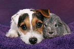 junger Jack Russell Terrier kuschelt mit Meerschwein