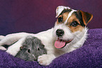 junger Jack Russell Terrier kuschelt mit Meerschwein