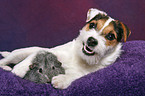 junger Jack Russell Terrier kuschelt mit Meerschwein