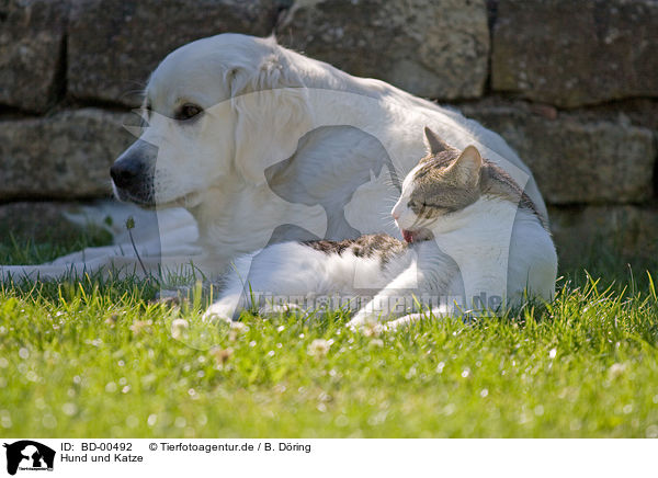 Hund und Katze / BD-00492