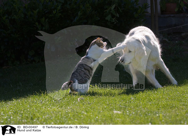 Hund und Katze / cat and dog / BD-00497