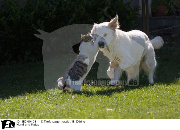 Hund und Katze / cat and dog / BD-00498