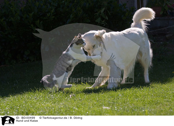 Hund und Katze / cat and dog / BD-00499