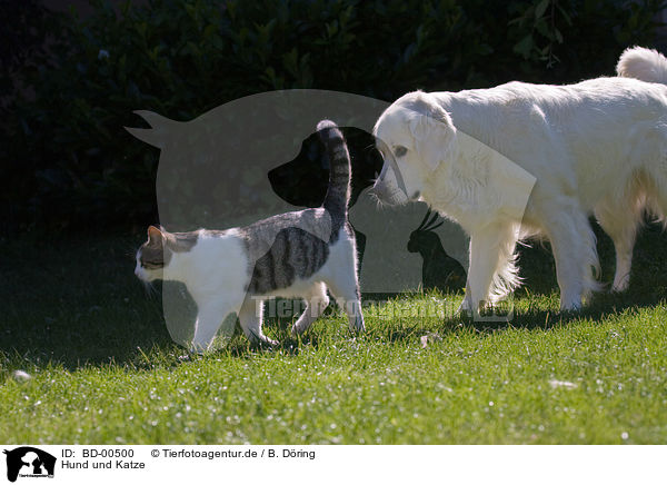 Hund und Katze / BD-00500