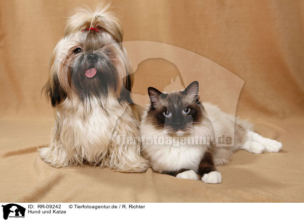 Hund und Katze / RR-09242