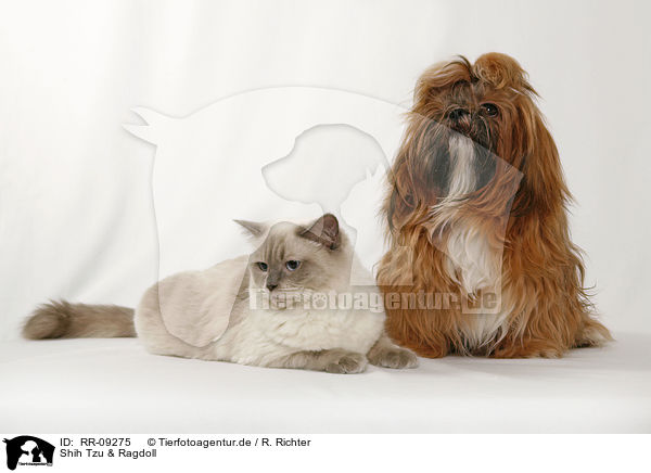 Shih Tzu & Ragdoll / Shih Tzu & Ragdoll / RR-09275