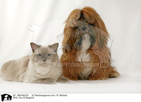 Shih Tzu & Ragdoll / RR-09276