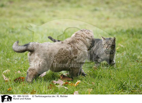 Hund und Katze / cat and dog / RR-19105