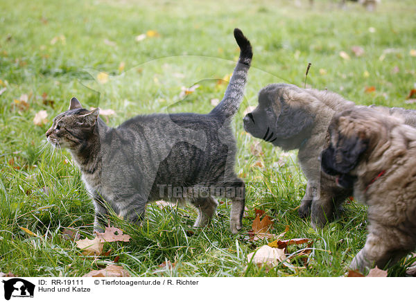 Hund und Katze / cat and dog / RR-19111