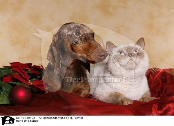 Hund und Katze / cat and dog / RR-19195
