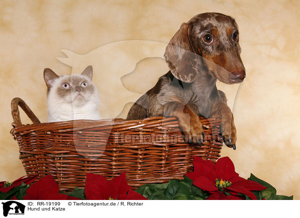 Hund und Katze / RR-19199