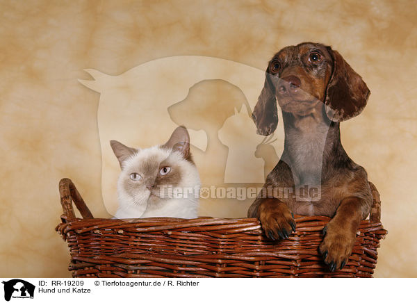 Hund und Katze / cat and dog / RR-19209
