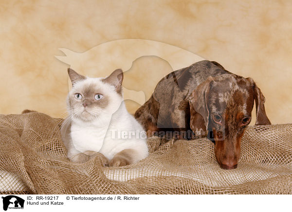 Hund und Katze / RR-19217