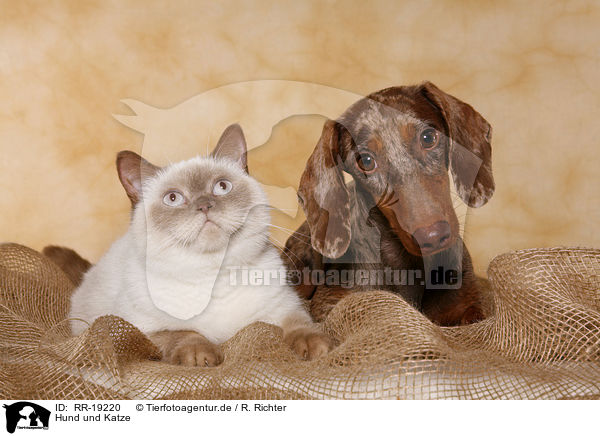 Hund und Katze / cat and dog / RR-19220