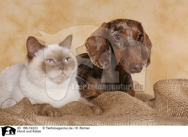 Hund und Katze / cat and dog / RR-19223