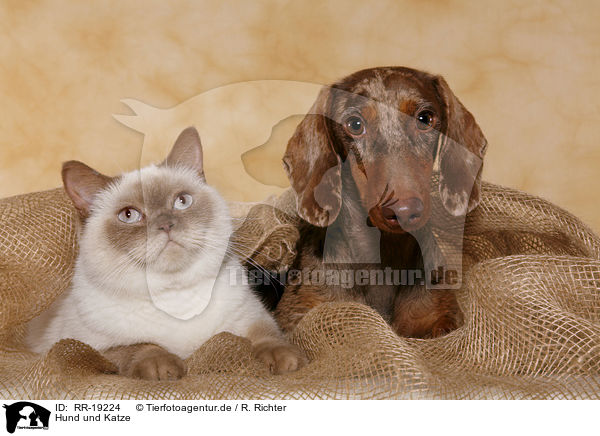 Hund und Katze / cat and dog / RR-19224