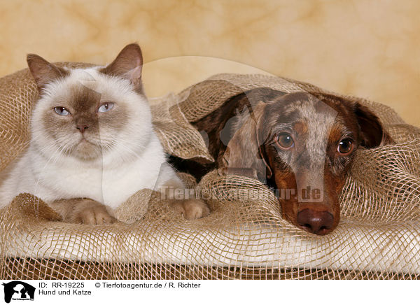 Hund und Katze / cat and dog / RR-19225