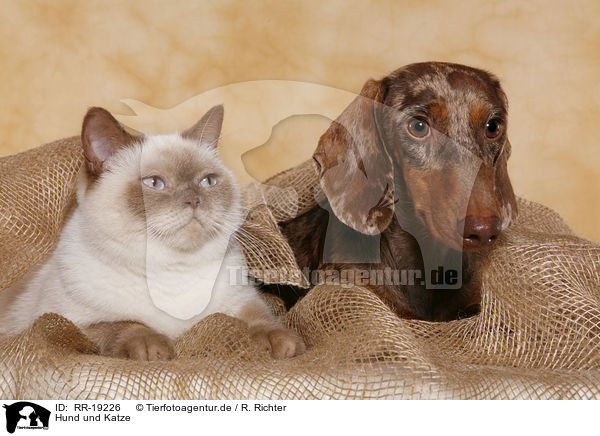 Hund und Katze / cat and dog / RR-19226