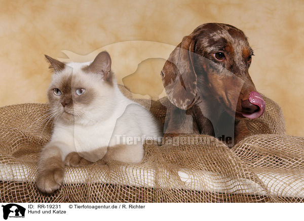 Hund und Katze / cat and dog / RR-19231