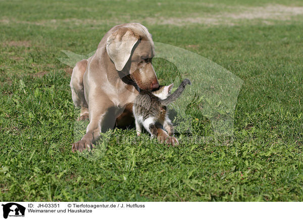 Weimaraner und Hauskatze / Weimaraner and cat / JH-03351