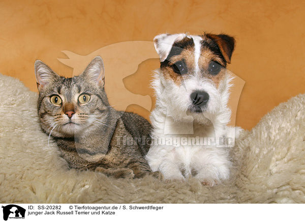 junger Jack Russell Terrier und Katze / SS-20282